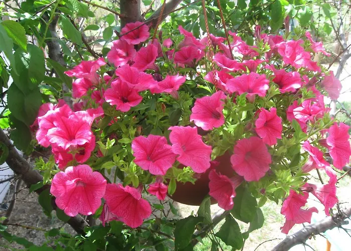 Апартаменты Tony