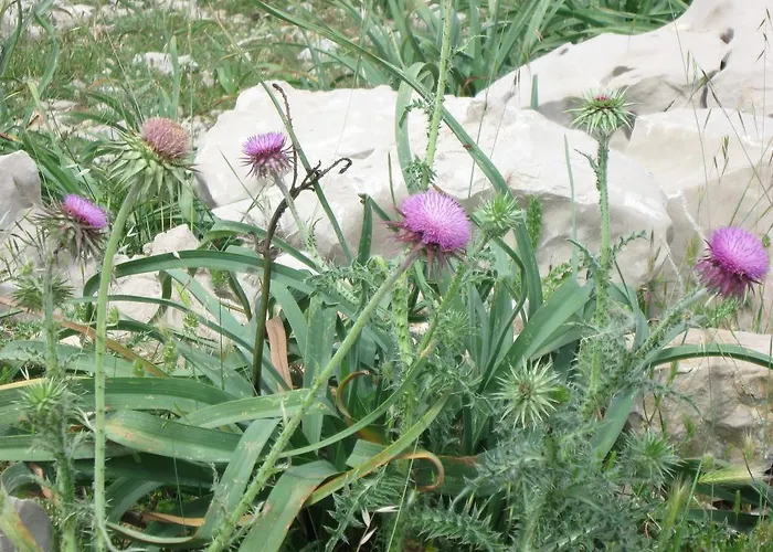 Tony Апартаменты